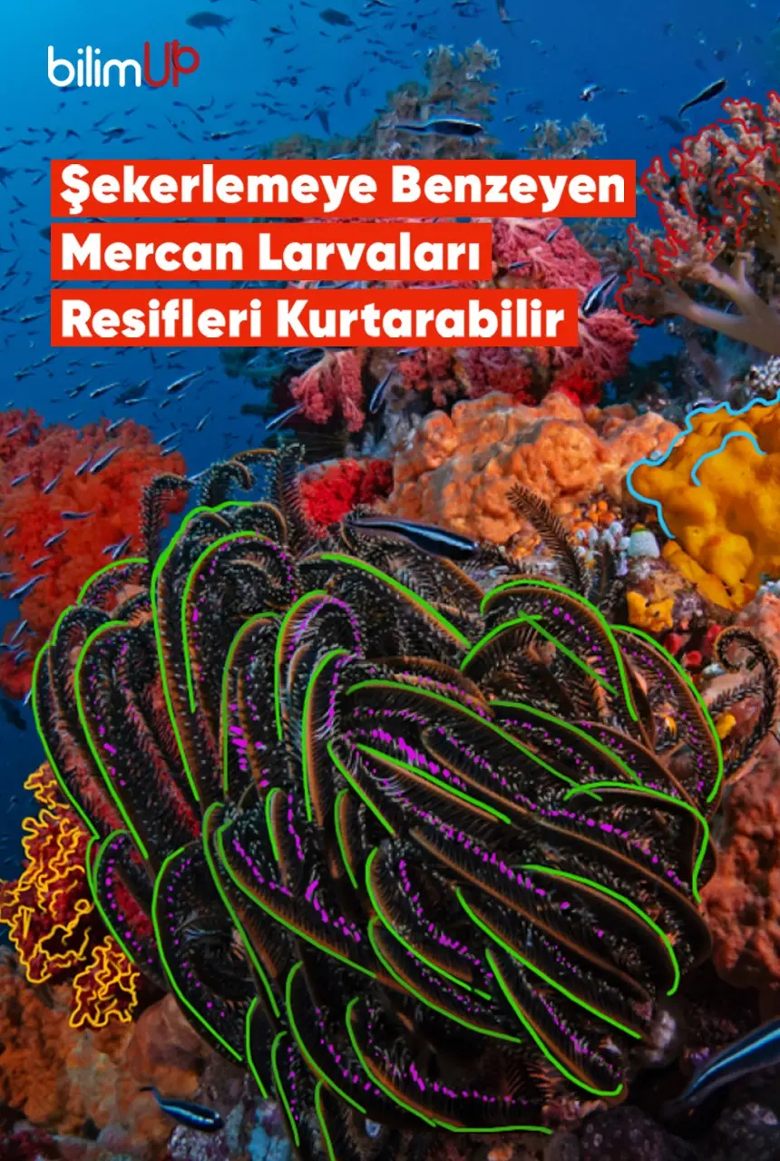 Mercan Larvaları Resifleri Kurtarabilir