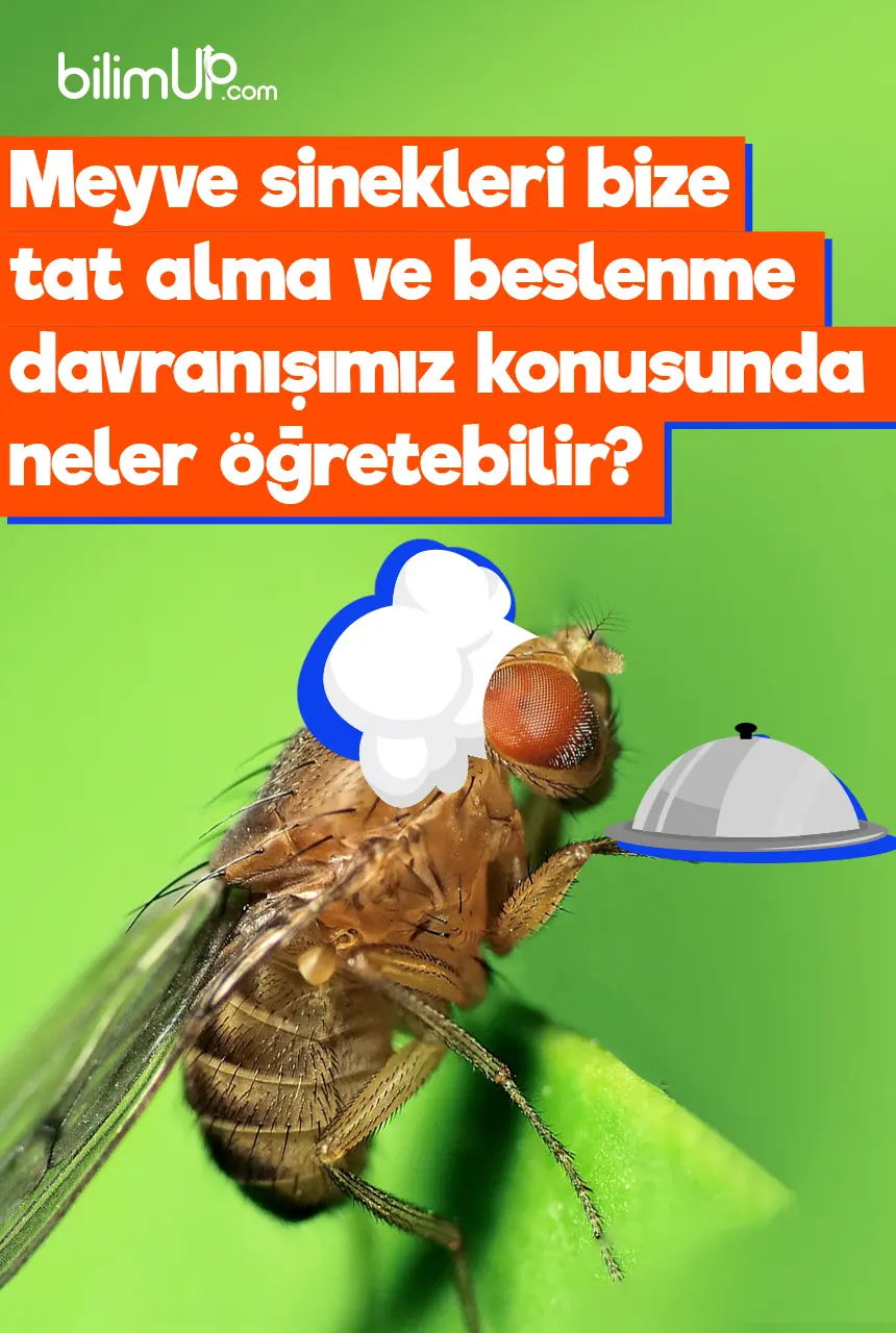 Meyve Sinekleri Bize Tat Alma ve Beslenme Davranışımız Konusunda Neler Öğretebilir?