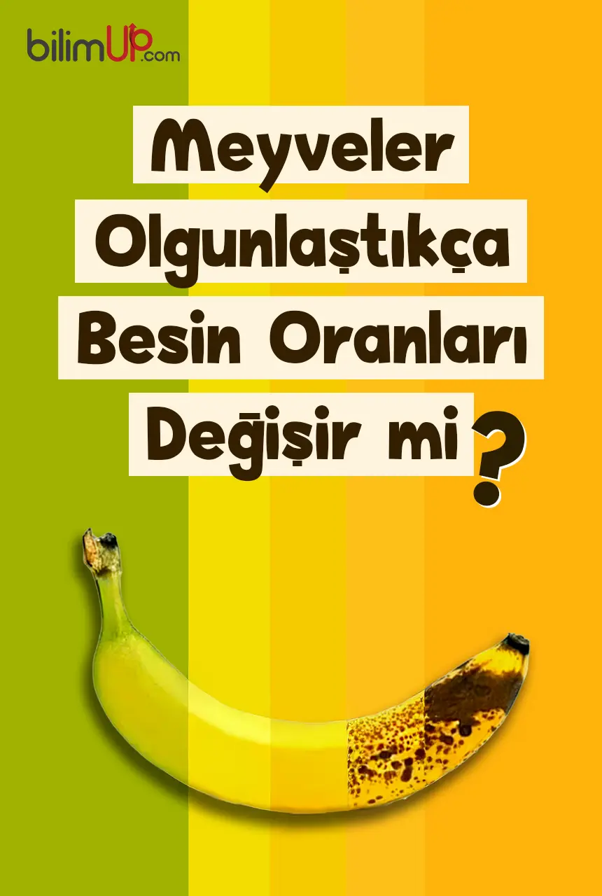 Meyveler Olgunlaştıkça Besin Oranları Değişir mi?