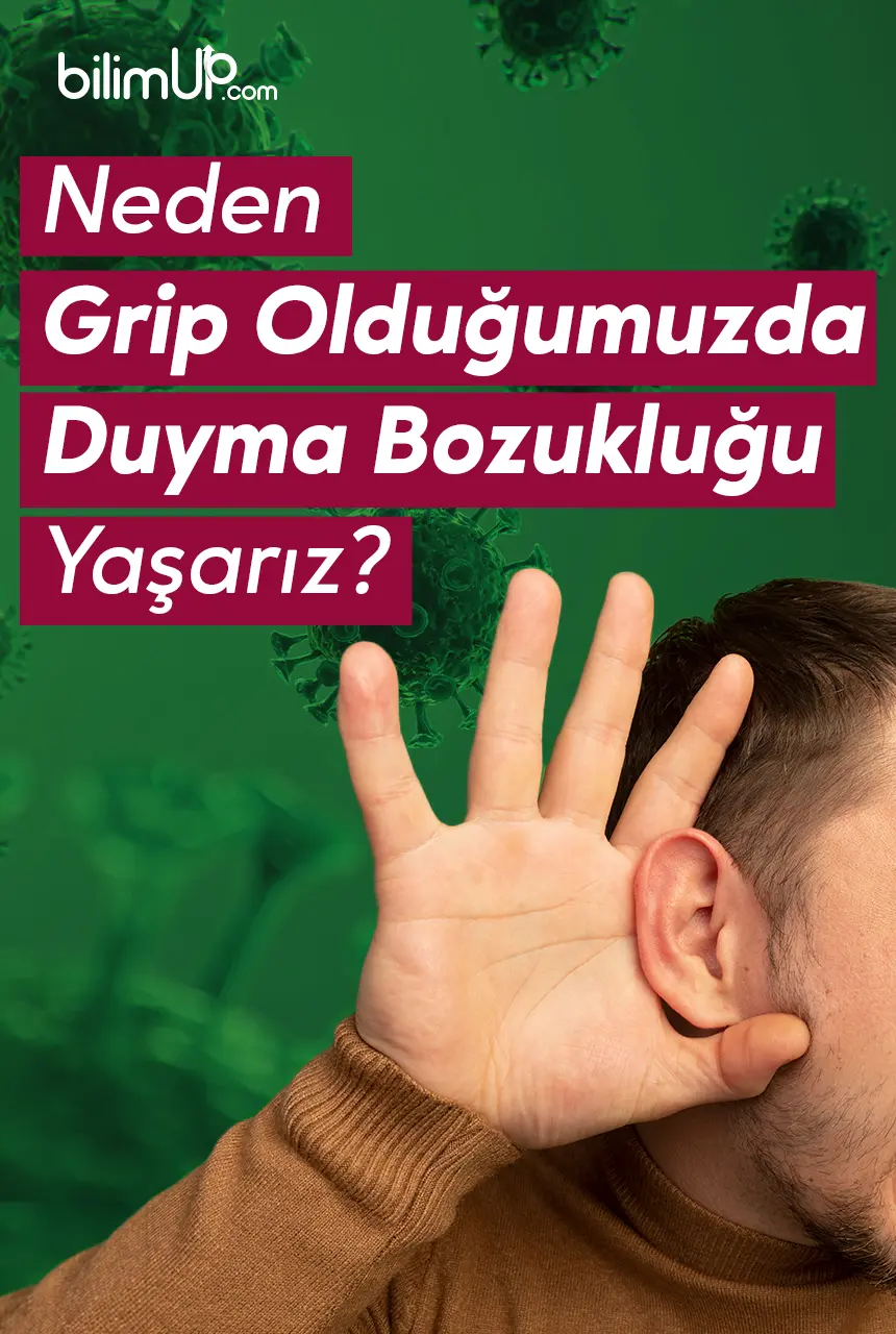 Neden Grip Olduğumuzda Duyma Bozukluğu Yaşarız?
