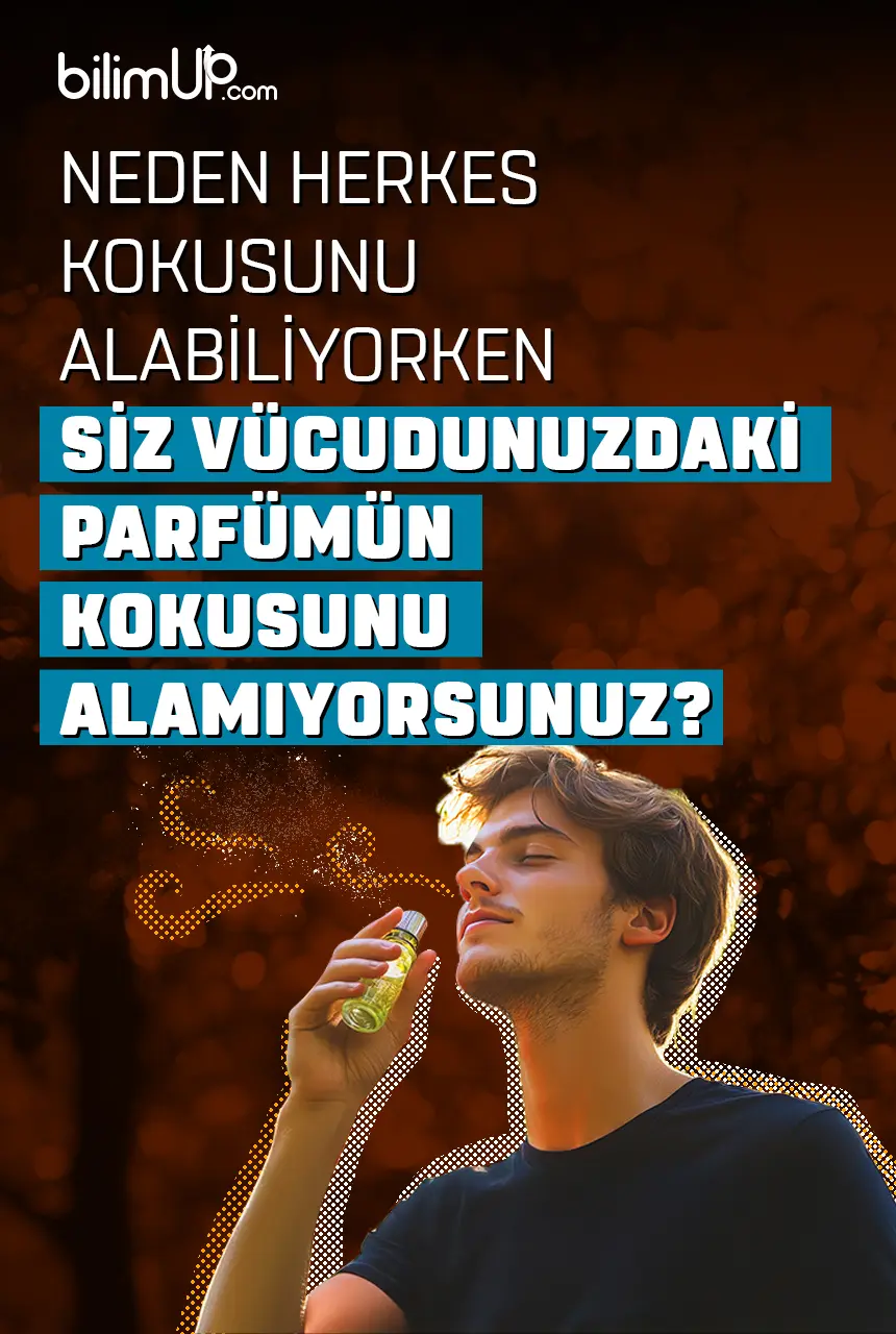 Neden Herkes Kokusunu Alabiliyorken Siz Vücudunuzdaki Parfümün Kokusunu Alamıyorsunuz?
