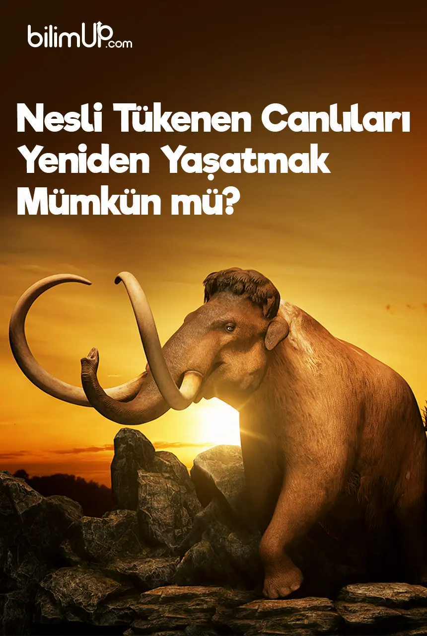 Nesli Tükenen Canlıları Yeniden Yaşatmak Mümkün mü?
