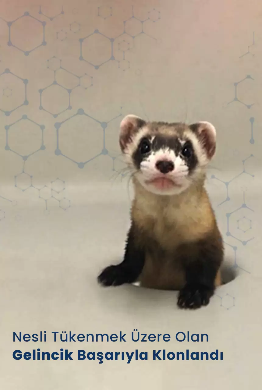 Nesli Tükenmek Üzere Olan Gelincik Başarıyla Klonlandı