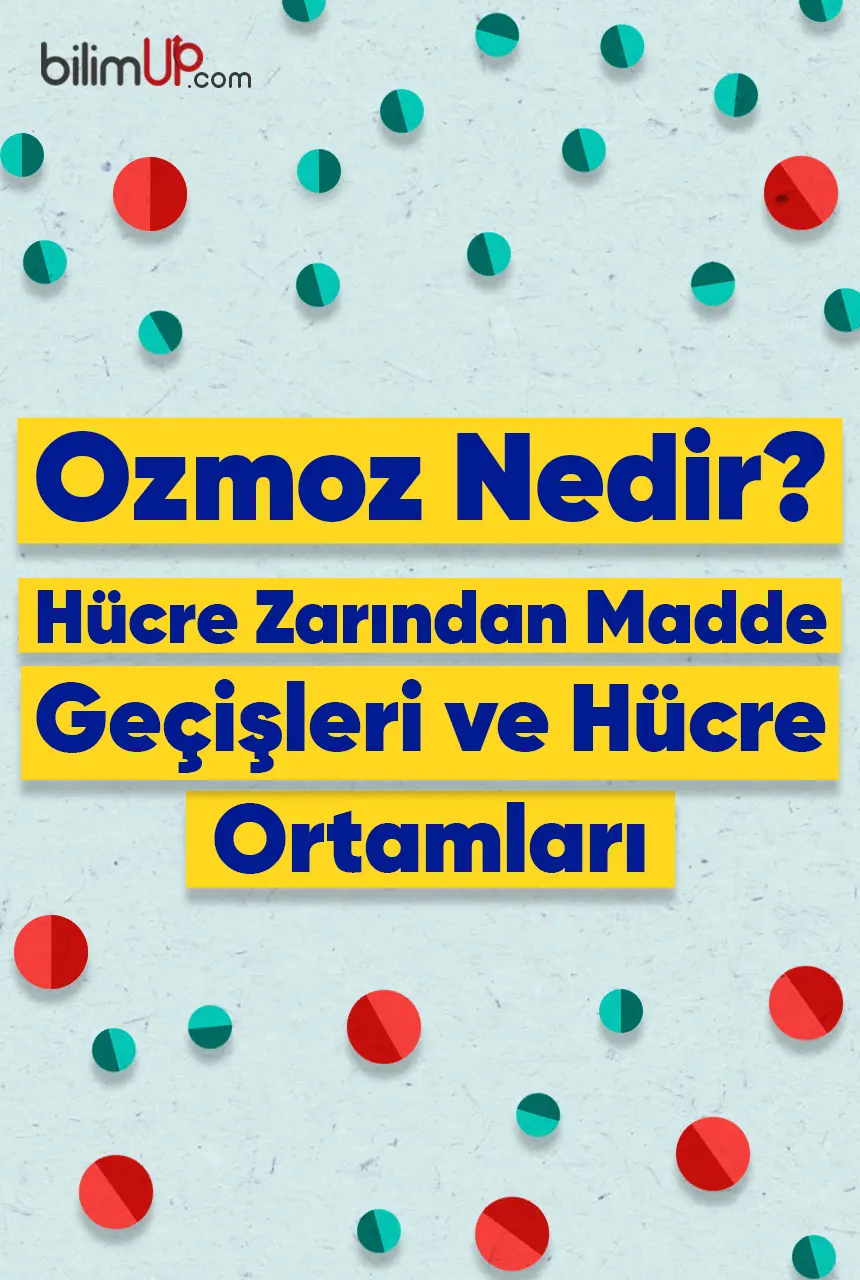 Ozmoz Nedir? Hücre Zarından Madde Geçişleri ve Hücre Ortamları