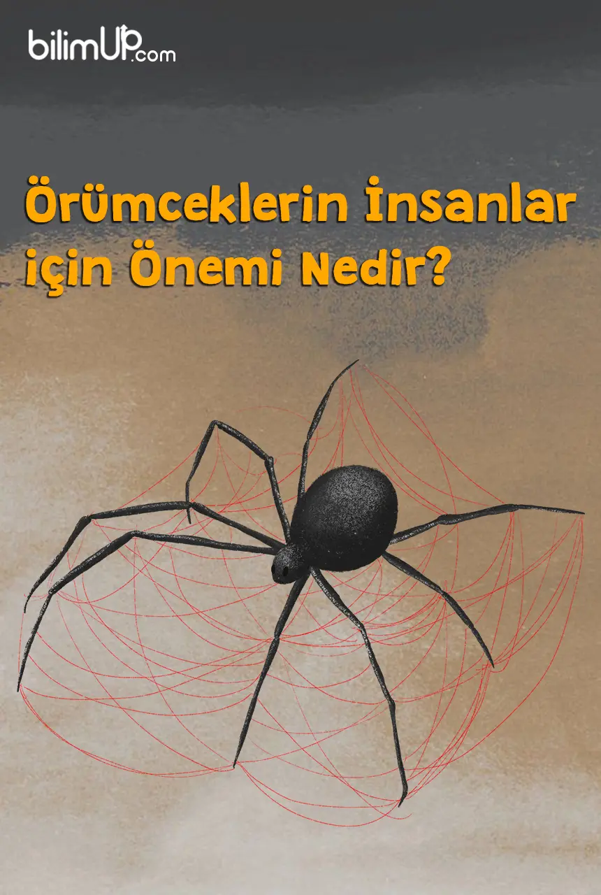Örümceklerin İnsanlar için Önemi Nedir?