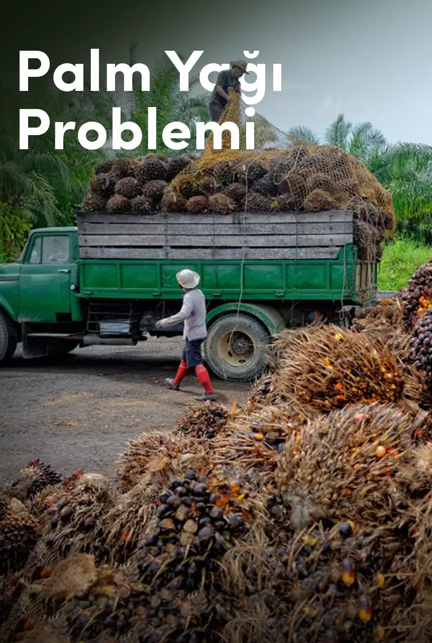 Palm Yağı Problemi