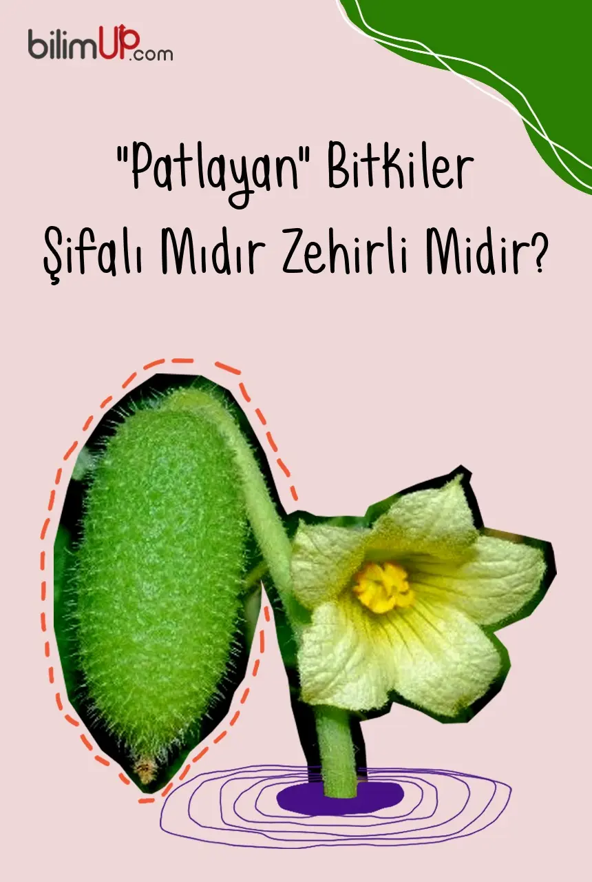 "Patlayan" Bitkiler Şifalı Mıdır Zehirli Midir?
