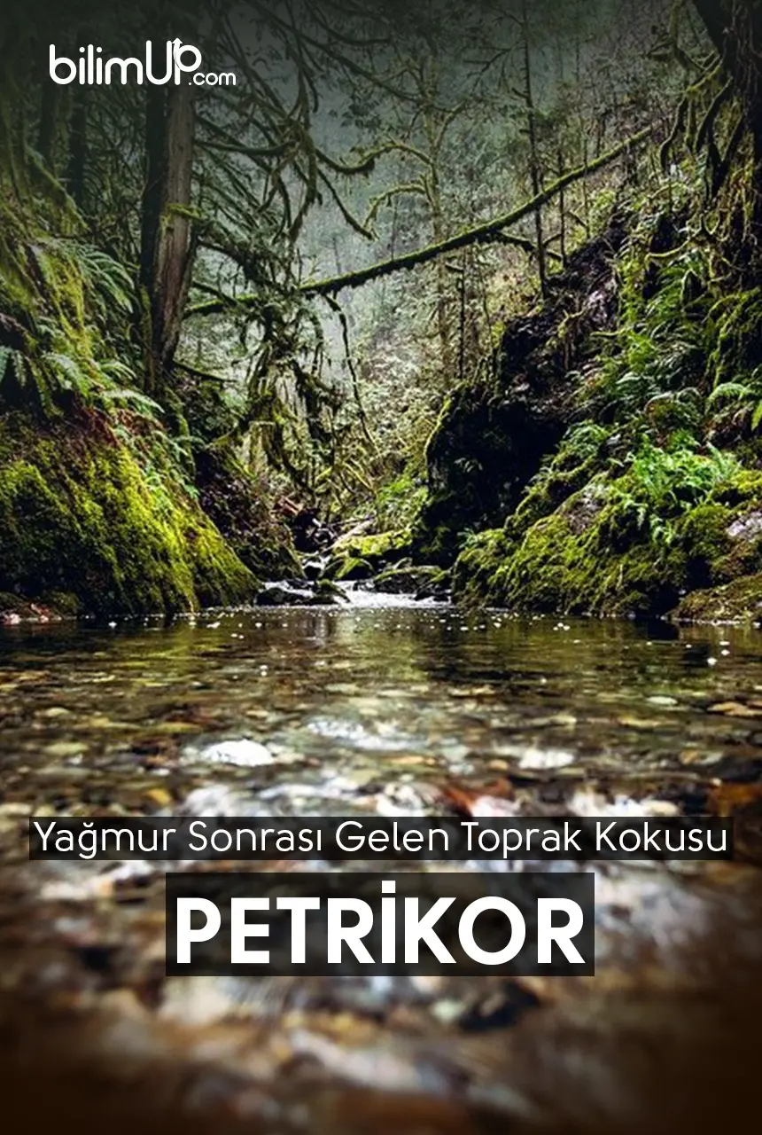 Yağmur Sonrası Gelen Toprak Kokusu: Petrikor