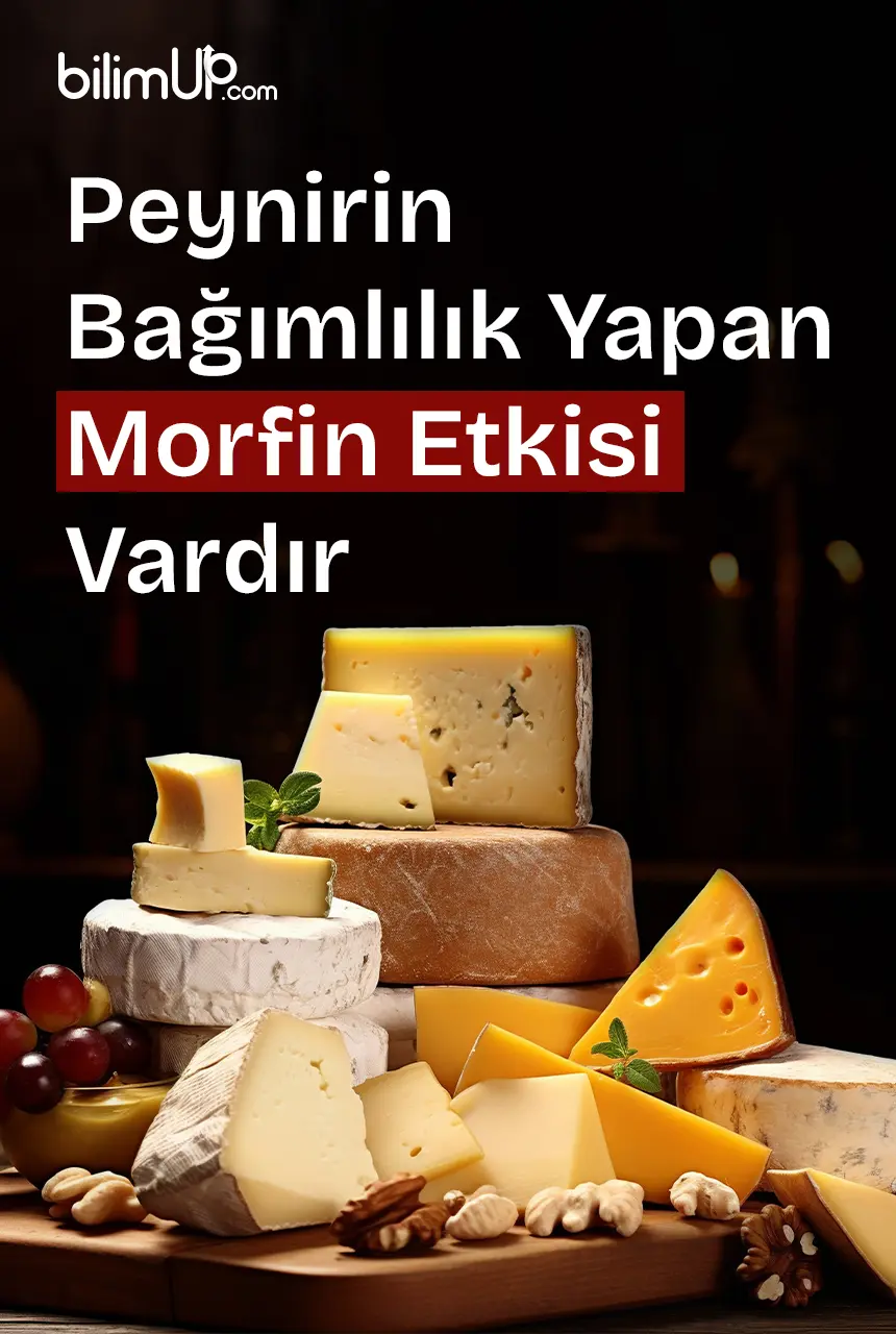 Peynirin Bağımlılık Yapan Morfin Etkisi Vardır