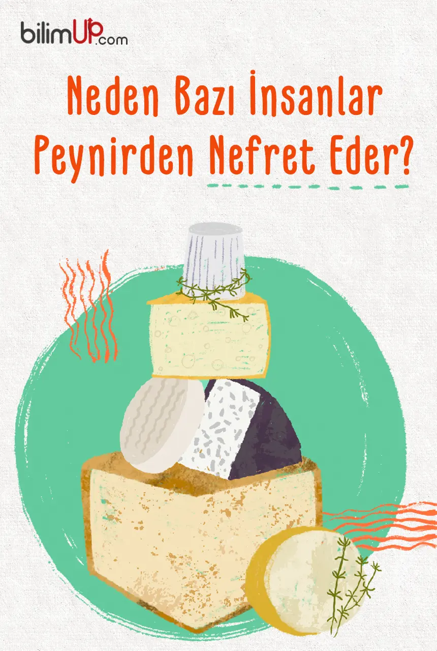 Neden Bazı İnsanlar Peynirden Nefret Eder?
