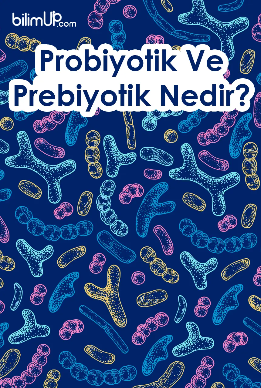 Probiyotik Ve Prebiyotik Nedir?
