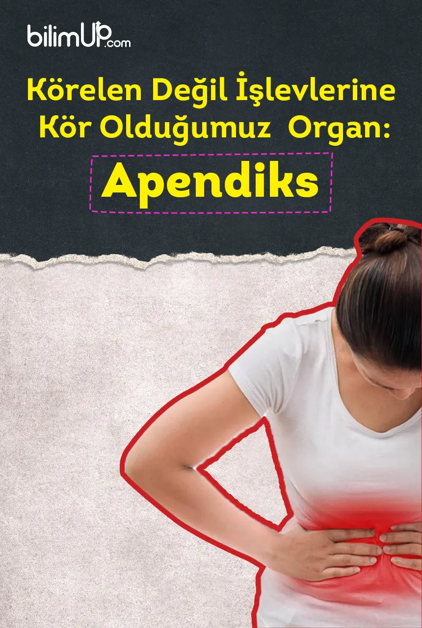 Körelen Değil İşlevlerine Kör Olduğumuz Organ: Apendiks