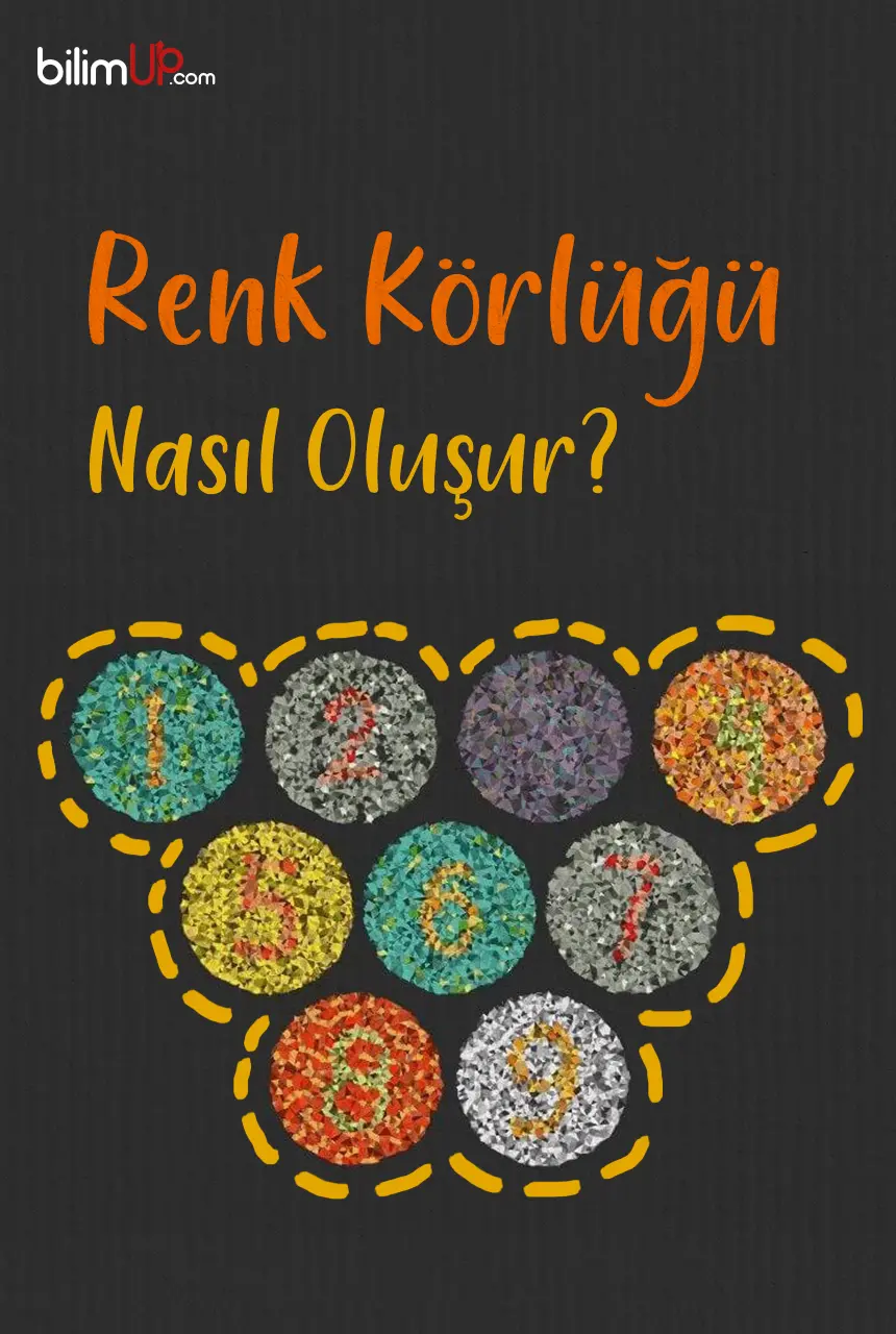 Renk Körlüğü Nasıl Oluşur?