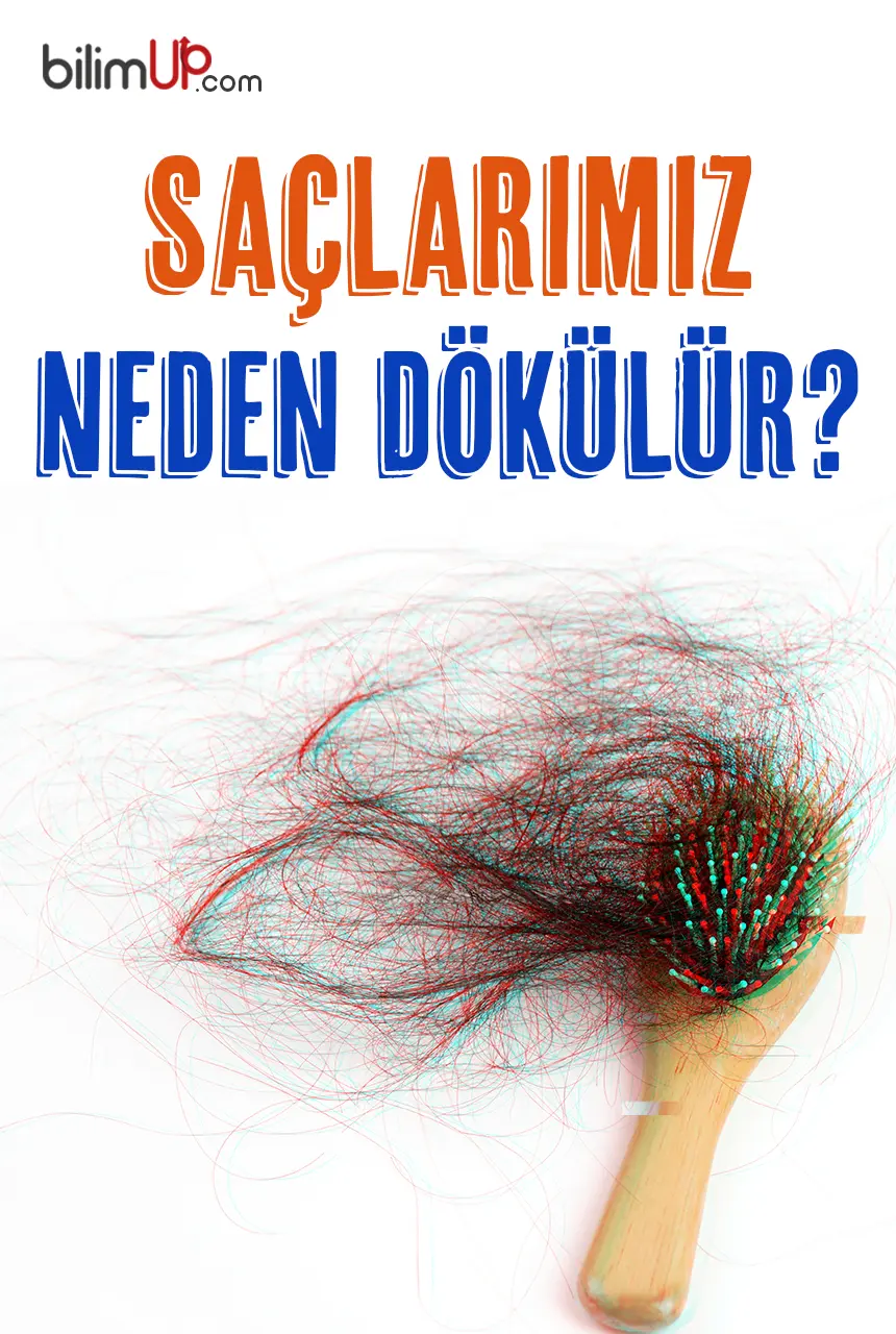Saçlarımız Neden Dökülür?