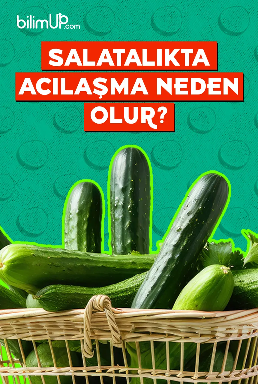 Salatalıkta Acılaşma Neden Olur?