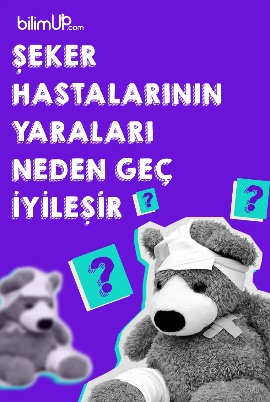 Şeker Hastalarının Yaraları Neden Geç İyileşir?
