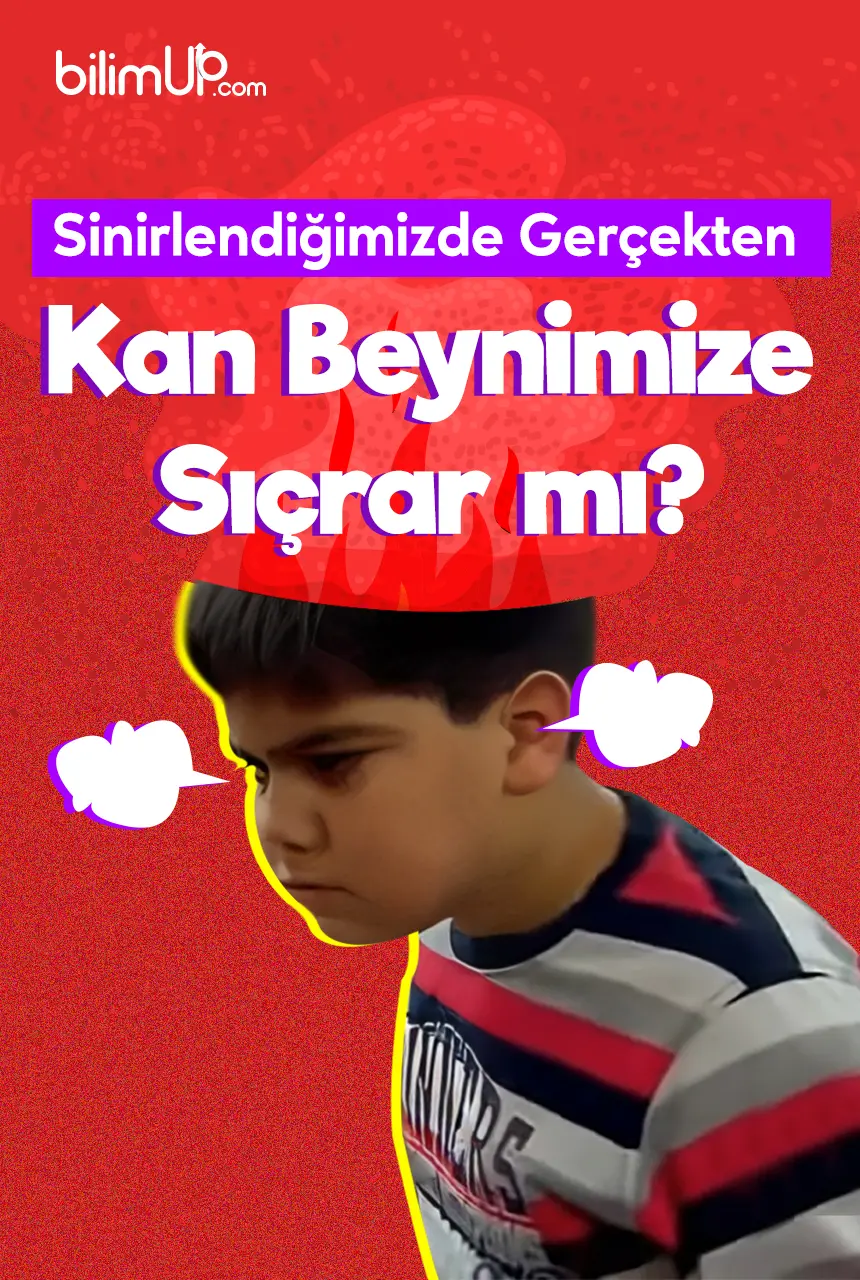 Sinirlendiğimizde Gerçekten Kan Beynimize Sıçrar mı?
