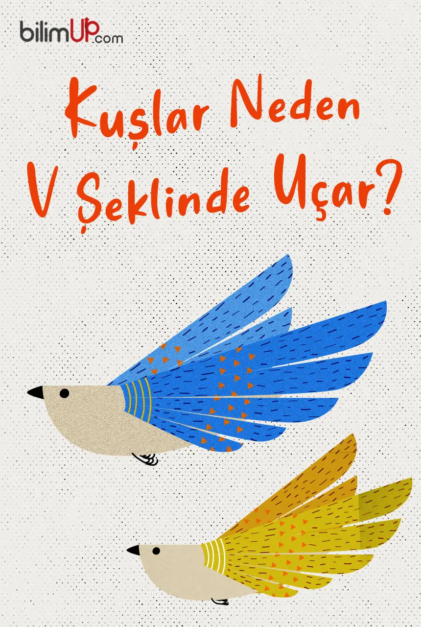 Kuşlar Neden V Şeklinde Uçar?