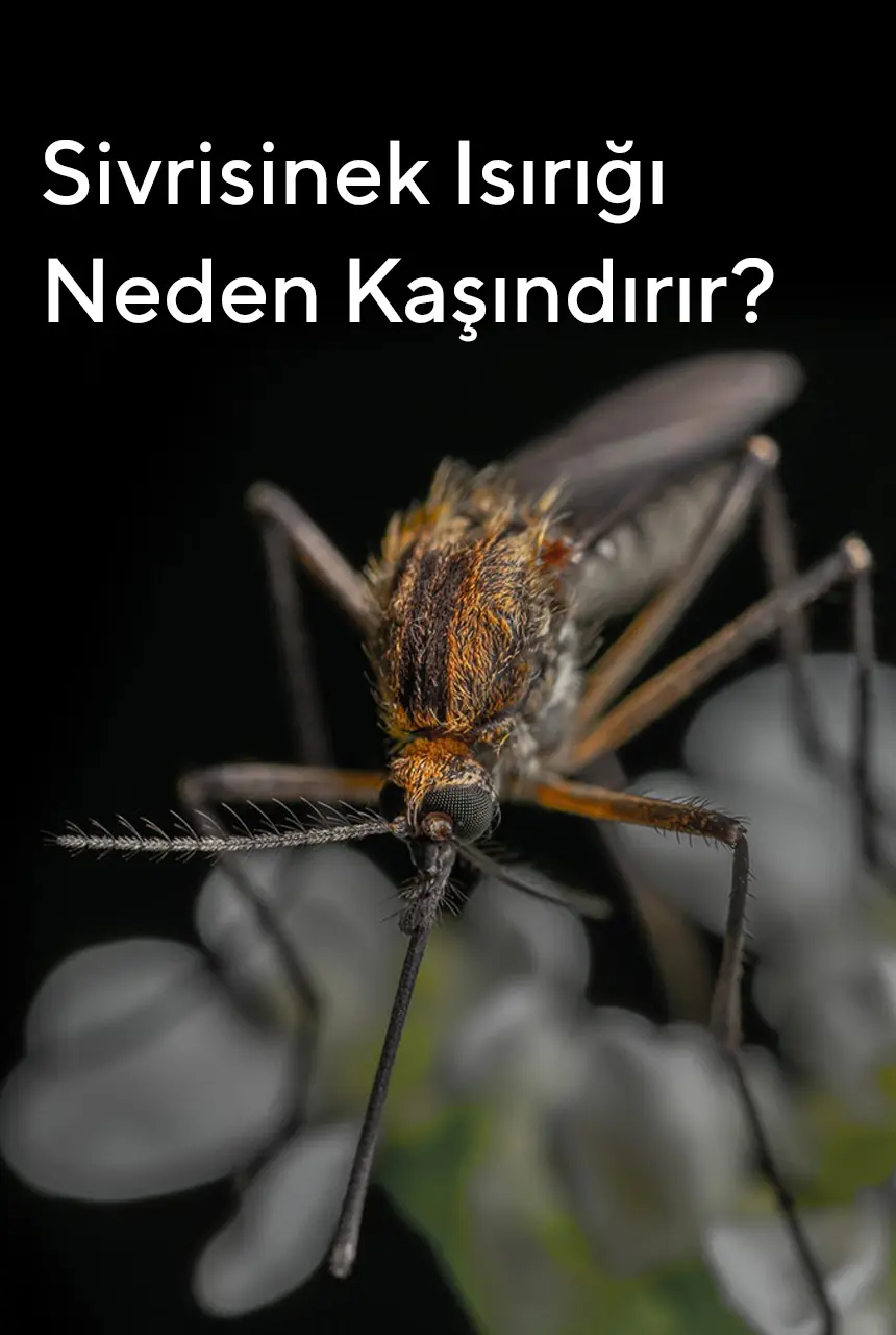 Sivrisinek Isırığı Neden Kaşındırır?