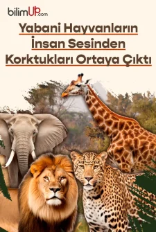 Yabani Hayvanların İnsan Sesinden Korktukları Ortaya Çıktı
