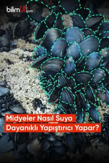 Midyeler Nasıl Suya Dayanıklı Yapıştırıcı Yapar?
