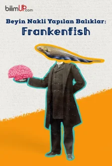 Beyin Nakli Yapılan Balıklar: Frankenfish