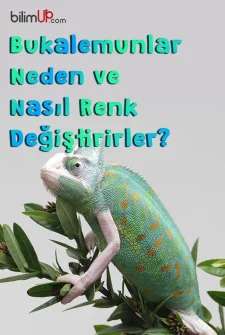 Bukalemunlar Neden ve Nasıl Renk Değiştirirler?