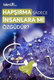 Hapşırmak Sadece İnsanlara Mı Özgüdür?