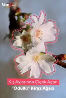 Kış Aylarında Çiçek Açan "Ödüllü" Kiraz Ağacı