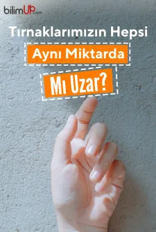 Tırnaklarımızın Hepsi Aynı Miktarda Mı Uzar?