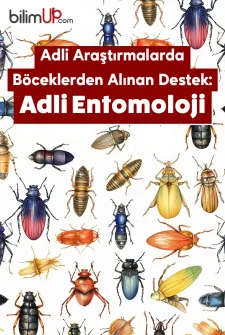 Adli Araştırmalarda Böceklerden Alınan Destek: Adli Entomoloji
