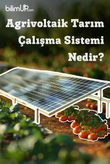 Agrivoltaik Tarım Çalışma Sistemi Nedir?