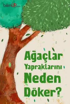 Ağaçlar Yapraklarını Neden Döker?