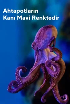 Ahtapotlar Neden Mavi Kanlıdır?