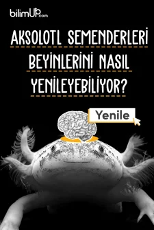 Aksolotl Semenderleri Beyinlerini Nasıl Yenileyebiliyor?