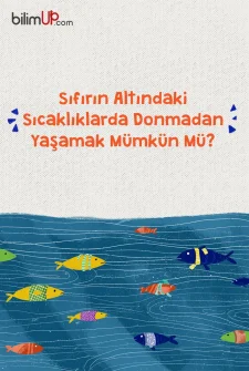 Sıfırın Altında Yaşam -  Antifriz Proteini