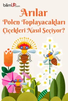 Arılar Polen Toplayacakları Çiçekleri Nasıl Seçiyor?