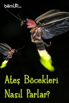 Ateşböcekleri Nasıl Parlar?