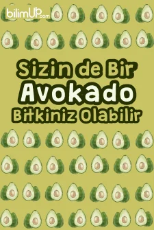 Sizin de bir avokado bitkiniz olabilir!