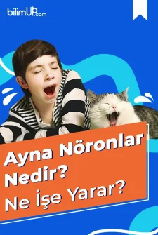 Ayna Nöronlar Nedir? Ne İşe Yarar?