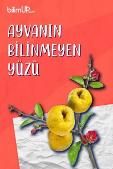 Ayvanın Bilinmeyen Yüzü