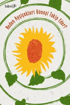 Neden Ayçiçekleri Güneşi Takip Eder?