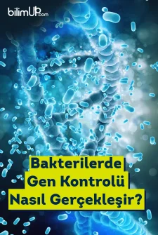 Bakterilerde Gen Kontrolü Nasıl Gerçekleşir?