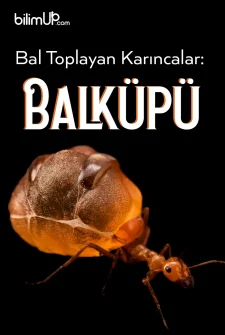 Bal Toplayan Karıncalar: Balküpü