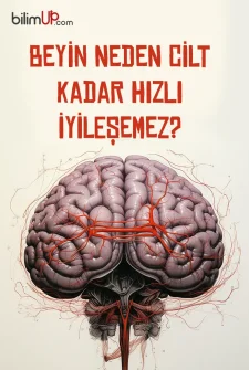 Beyin Neden Cilt Kadar Hızlı İyileşemez?