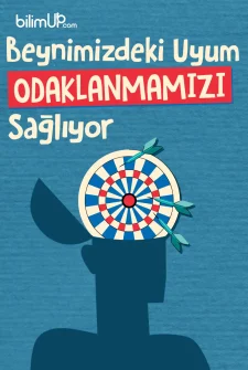 Beynimizdeki Uyum Odaklanmamızı Sağlıyor