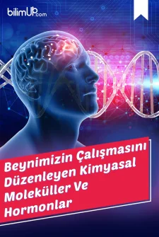Beynimizin Çalışmasını Düzenleyen Kimyasal Moleküller ve Hormonlar Nelerdir?