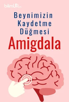 Beynimizin Kaydetme Düğmesi: Amigdala
