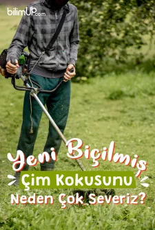 Yeni Biçilmiş Çim Kokusunu Neden Çok Severiz?