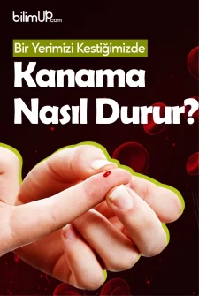 Bir Yerimizi Kestiğimizde Kanama Nasıl Durur?